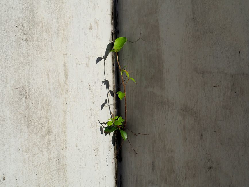 A lone green plant grows on a concrete wall, showcasing urban resilience in Hong Kong.